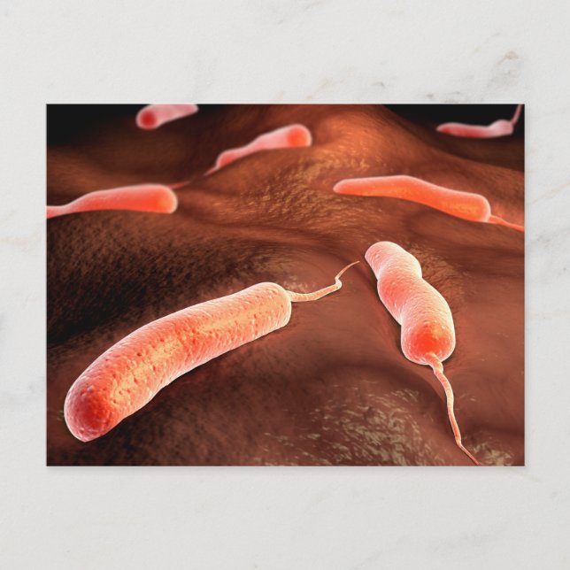 Conceptual Image Of Vibrio Cholerae 1 Postcard (Front)