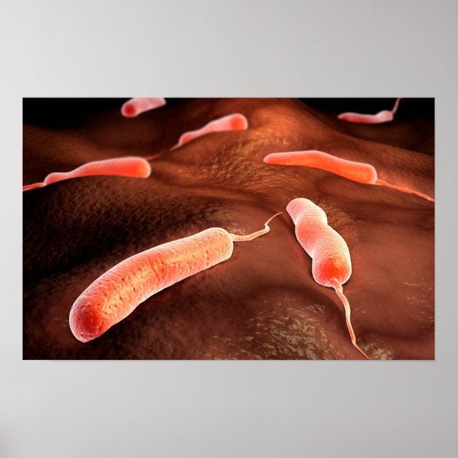 Conceptual Image Of Vibrio Cholerae 1 Poster (Front)