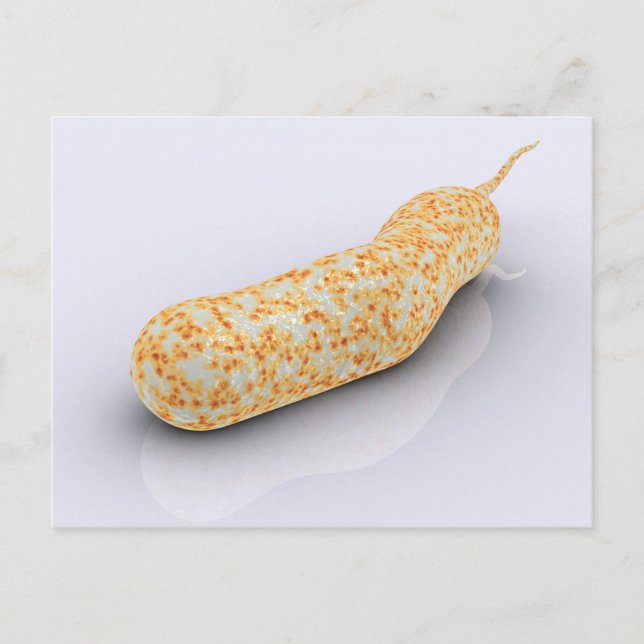 Conceptual Image Of Vibrio Cholerae 3 Postcard (Front)