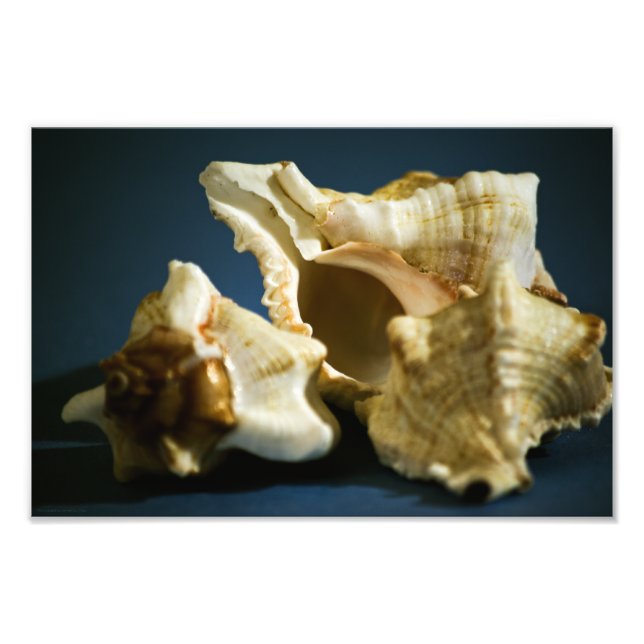 Conch 3335 Photo Print (Front)