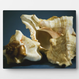 Conch 3335 Plaque