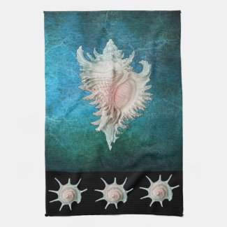 Conch And Spiral Shell