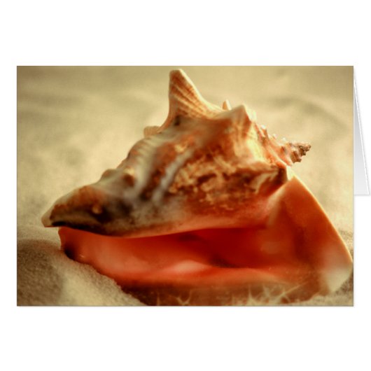 Conch Cards (Front Horizontal)
