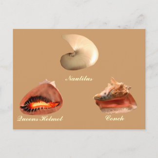 Conch, Nautilus, Queens Helmet Postcard