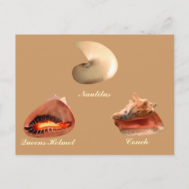 Conch, Nautilus, Queens Helmet Postcard (Front)