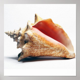 conch poster