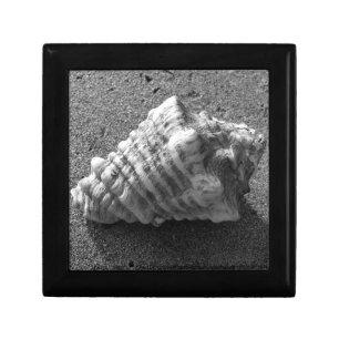 Conch Sea Shell B&W Photo Gift Jewelry Box