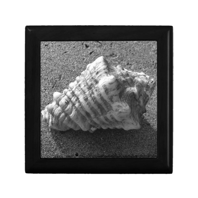 Conch Sea Shell B&W Photo Gift Jewelry Box (Front)