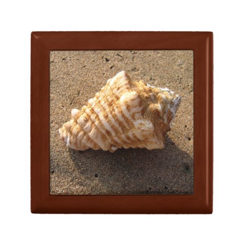 Conch Sea Shell Beach Photo Gift Jewelry Box