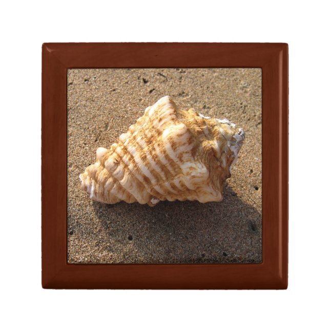 Conch Sea Shell Beach Photo Gift Jewelry Box (Front)