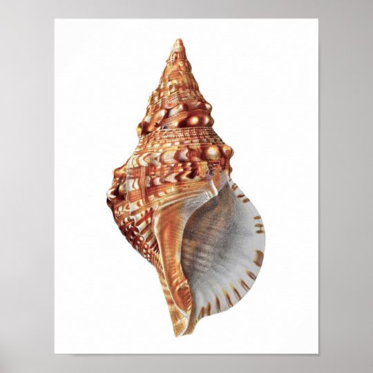 Conch Sea Shell No 3 Beach Home Decor Art Print Zazzle Com