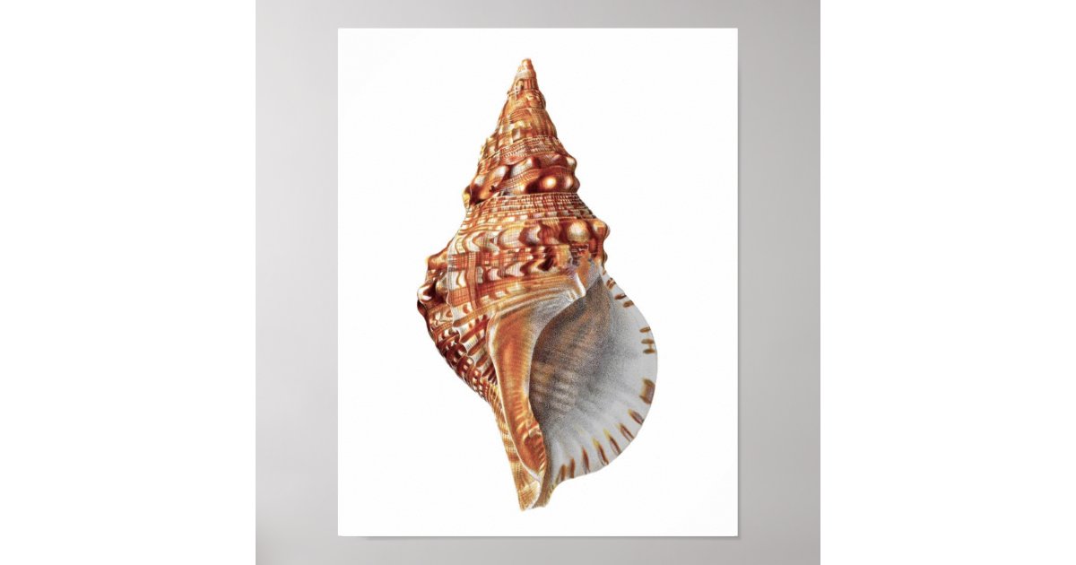 Sea Shell Bra | Art Print