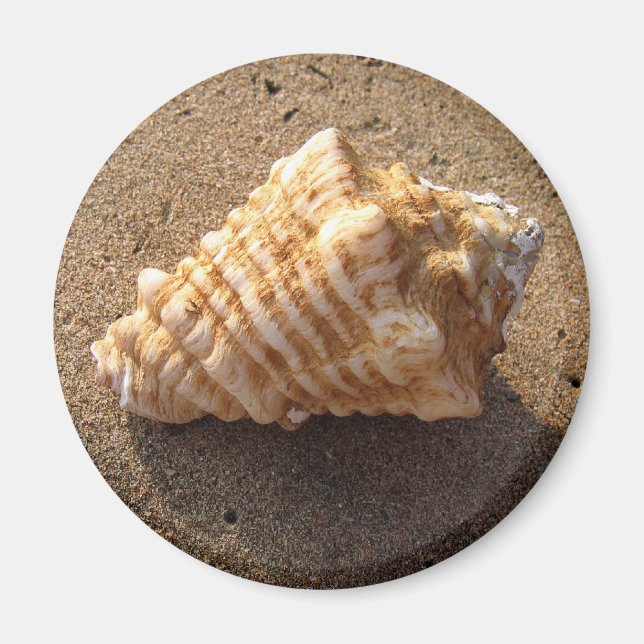 Conch Seashell Sand Beach Magnet (Front)