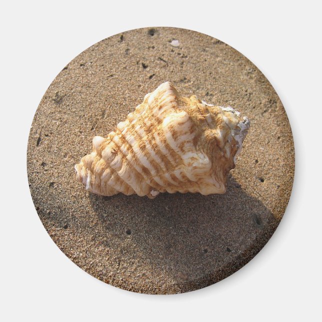 Conch Seashell Sand Beach Magnet (Front)