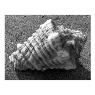 Conch Seashell Sand Beach Postcards