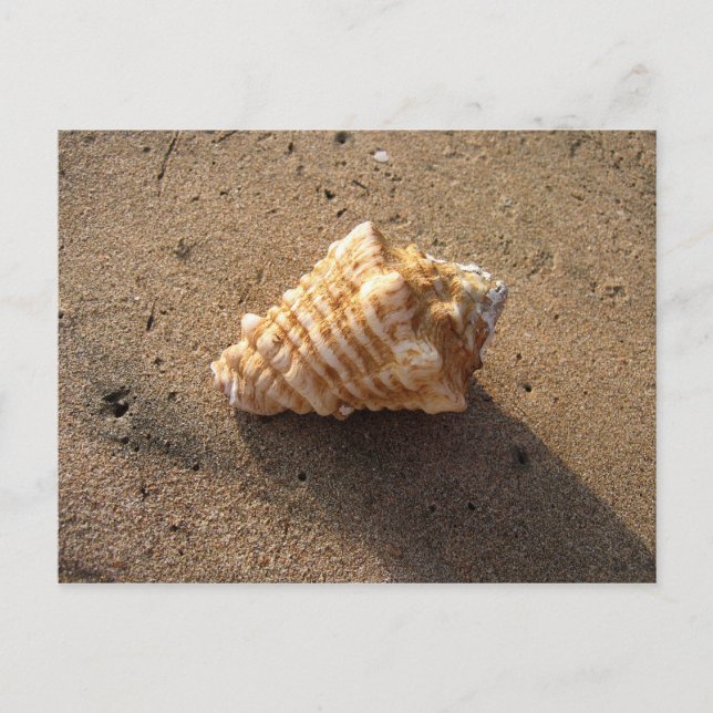Conch Seashell Sand Beach Postcards (Front)