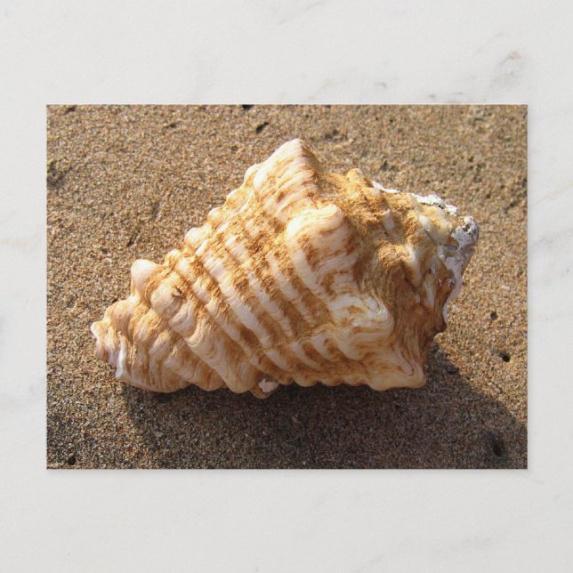 Conch Seashell Sand Beach Postcards (Front)