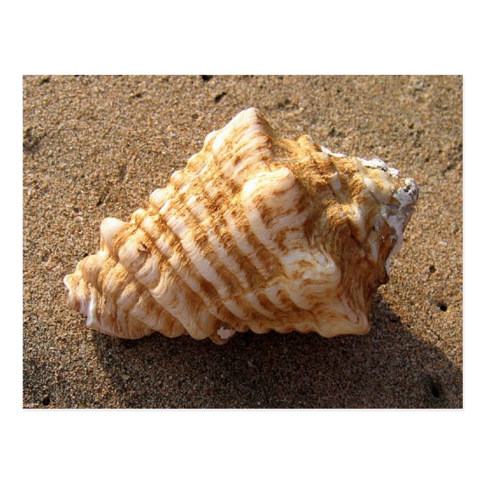 Conch Seashell Sand Beach Postcards