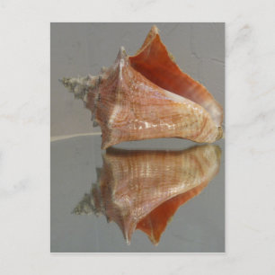 Conch Shell And Its Reflection Postcard
