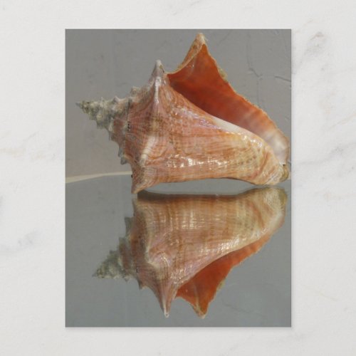 Conch Shell And Its Reflection Postcard