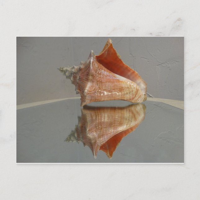Conch Shell And Its Reflection Postcard (Front)