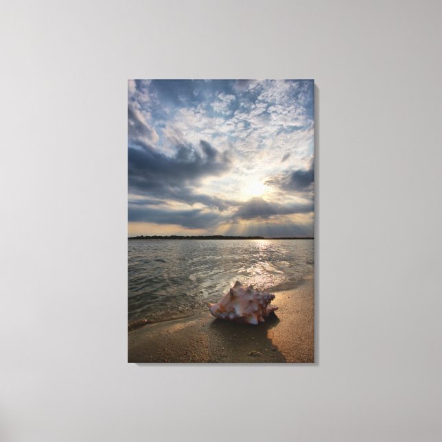 Conch Shell At Beach | St. Augustine, Fl Canvas Print (Front)