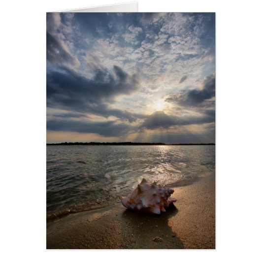Conch Shell At Beach | St. Augustine, Fl Cards (Front)