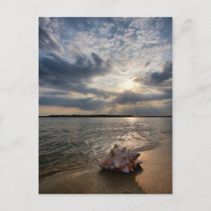 Conch Shell At Beach   St. Augustine, Fl Postcard