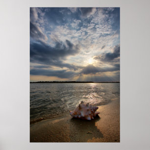 Conch Shell At Beach St. Augustine, Fl Poster