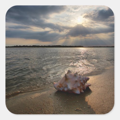 Conch Shell At Beach  St Augustine Fl Square Sticker