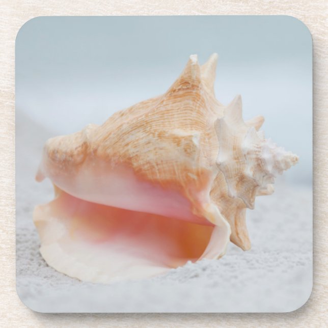 Conch Shell Beverage Coaster (Front)
