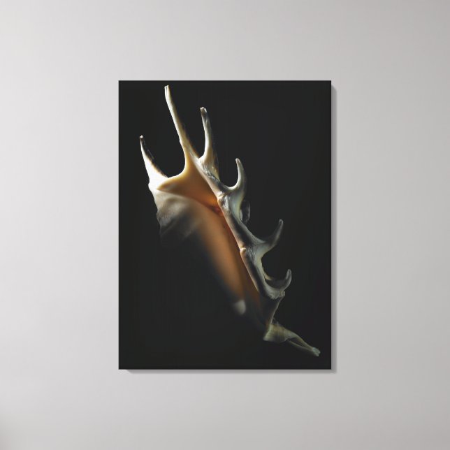 Conch shell canvas print (Front)