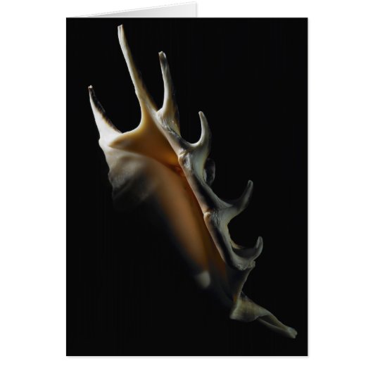 Conch shell cards (Front)
