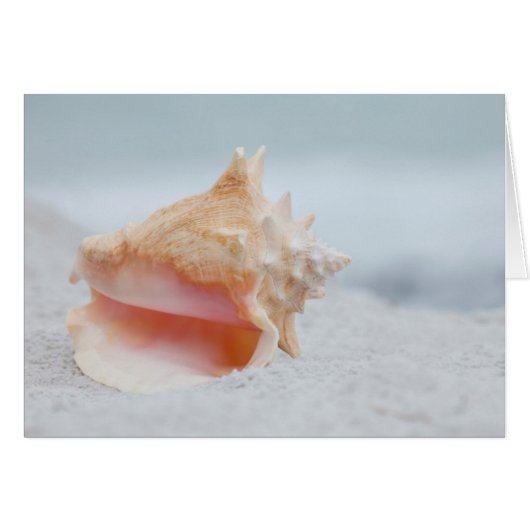 Conch Shell Cards (Front Horizontal)