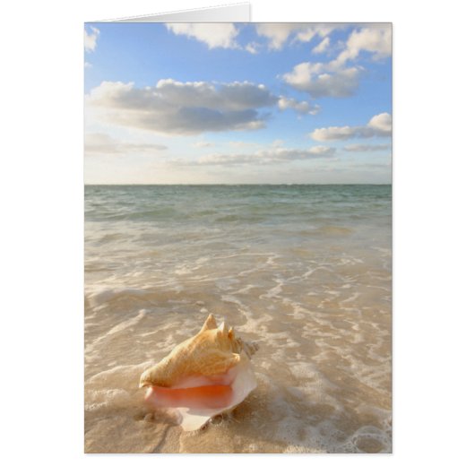 Conch Shell In Sand On Tropical Beach Cards (Front)