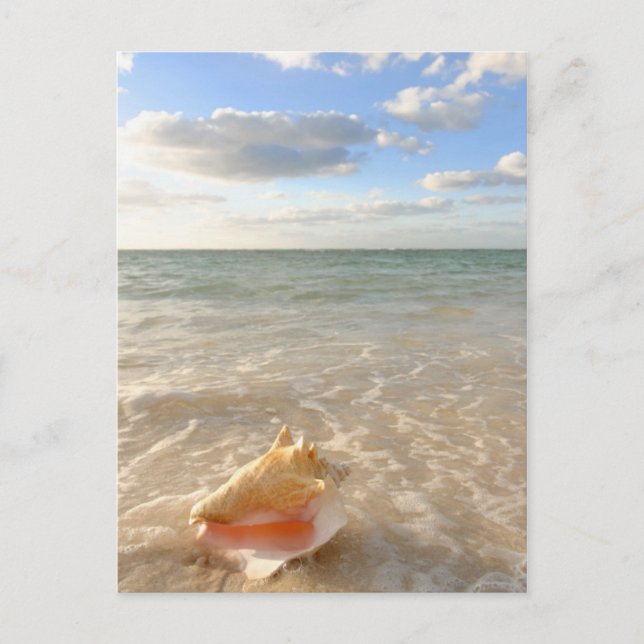 Conch Shell In Sand On Tropical Beach Postcard (Front)