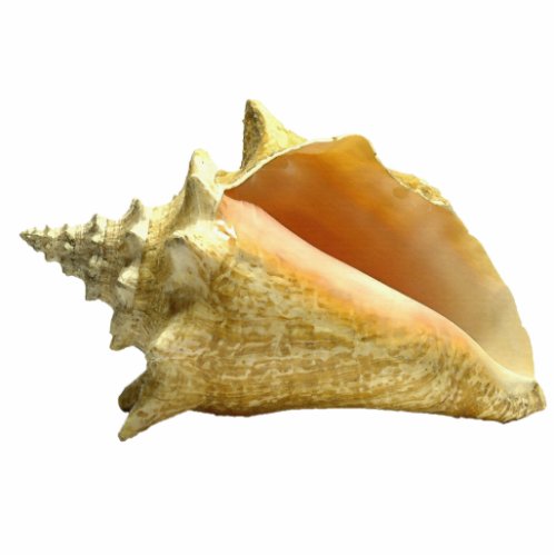 Conch Shell Keychain