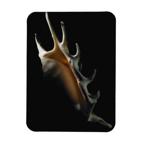 Conch shell magnet