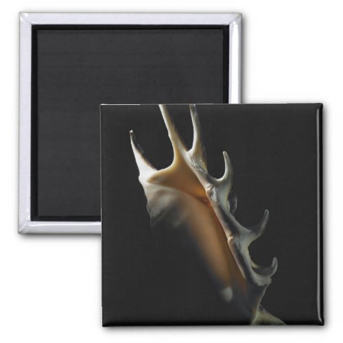 Conch shell magnet