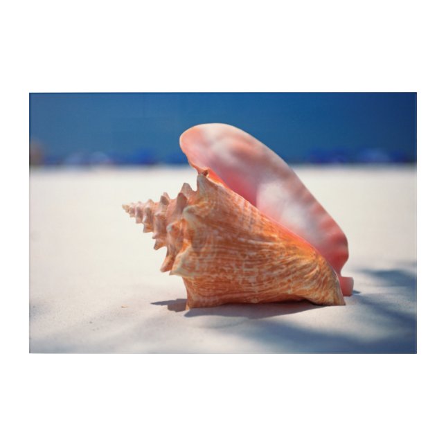 Conch Shell On Beach 2 Acrylic Print (Front)