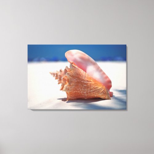 Conch Shell On Beach 2 Canvas Print