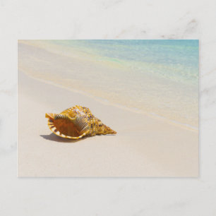 Conch Shell On Beach 3 Postcard