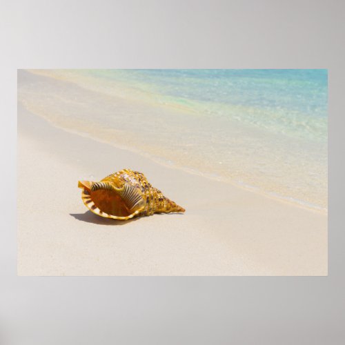 Conch Shell On Beach 3 Poster