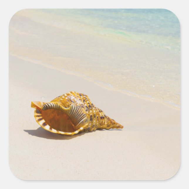 Conch Shell On Beach 3 Square Sticker (Front)