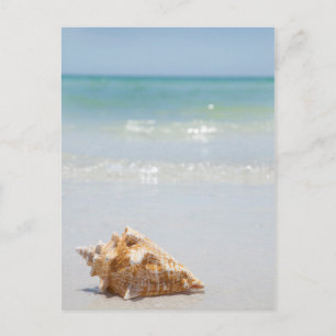 Conch Shell On Beach Florida, St. Petersburg Postcard