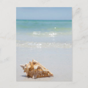 Conch Shell On Beach   Florida, St. Petersburg Postcard