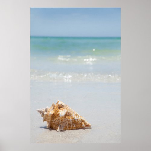 Conch Shell On Beach  Florida St Petersburg Poster
