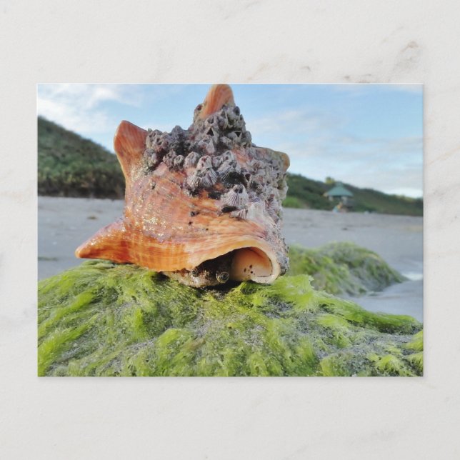 Conch Shell on the Beach Postcard (Front)