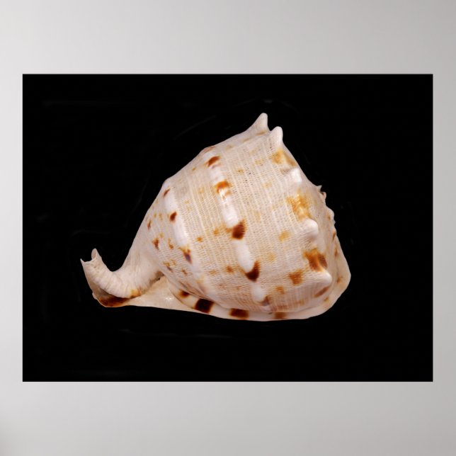 Conch Shell Poster (Front)