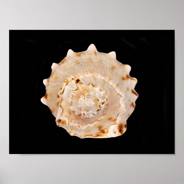 Conch Shell Poster (Front)